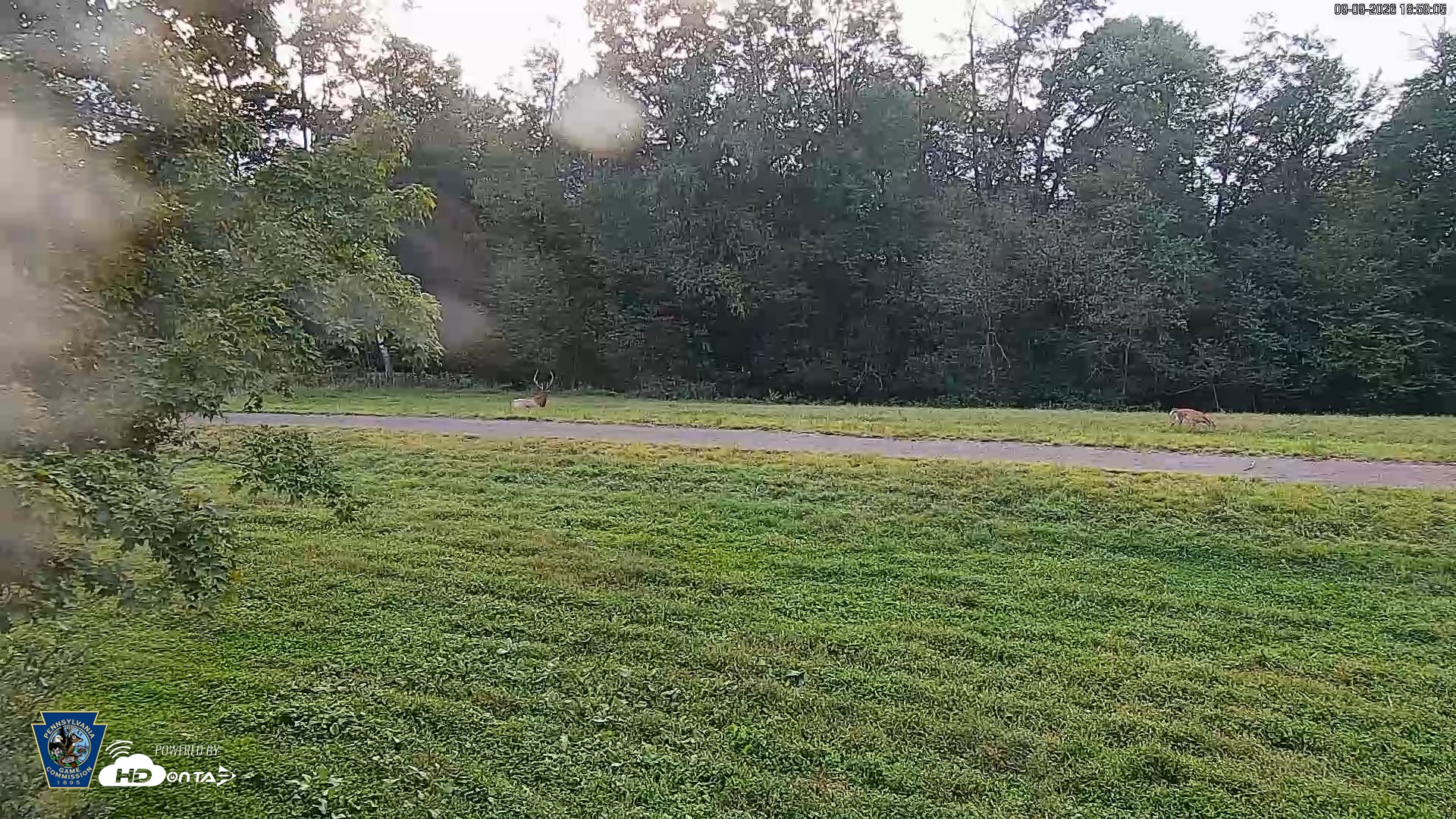 Snapshot of Pennsylvania Elk Live Webcam taken Sep 9, 2026, 6:59pm EDT