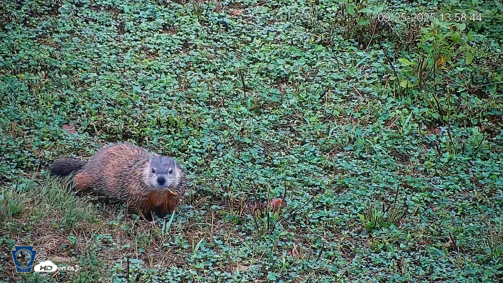 Snapshot of Pennsylvania Elk Live Webcam taken Sep 25, 2025, 1:59pm EDT
