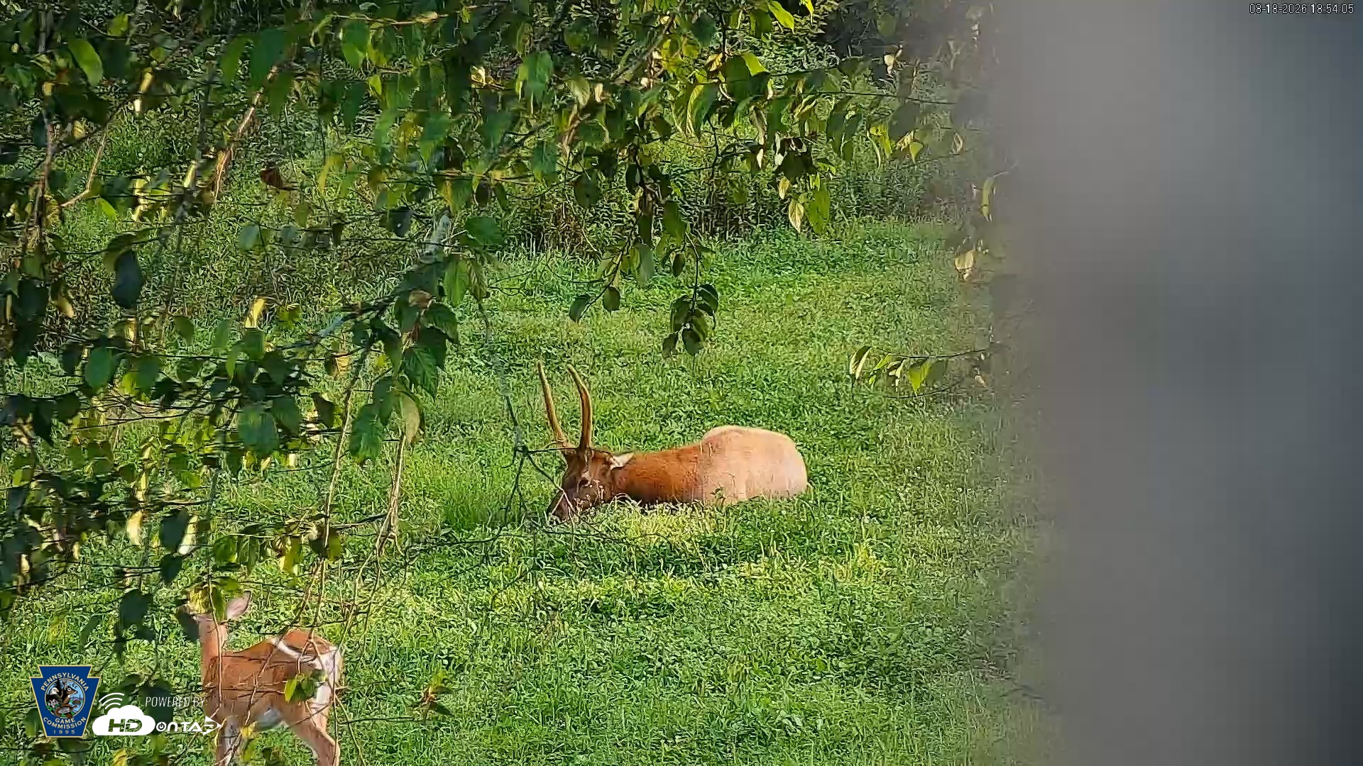 Snapshot of Pennsylvania Elk Live Webcam taken Aug 18, 2026, 6:55pm EDT