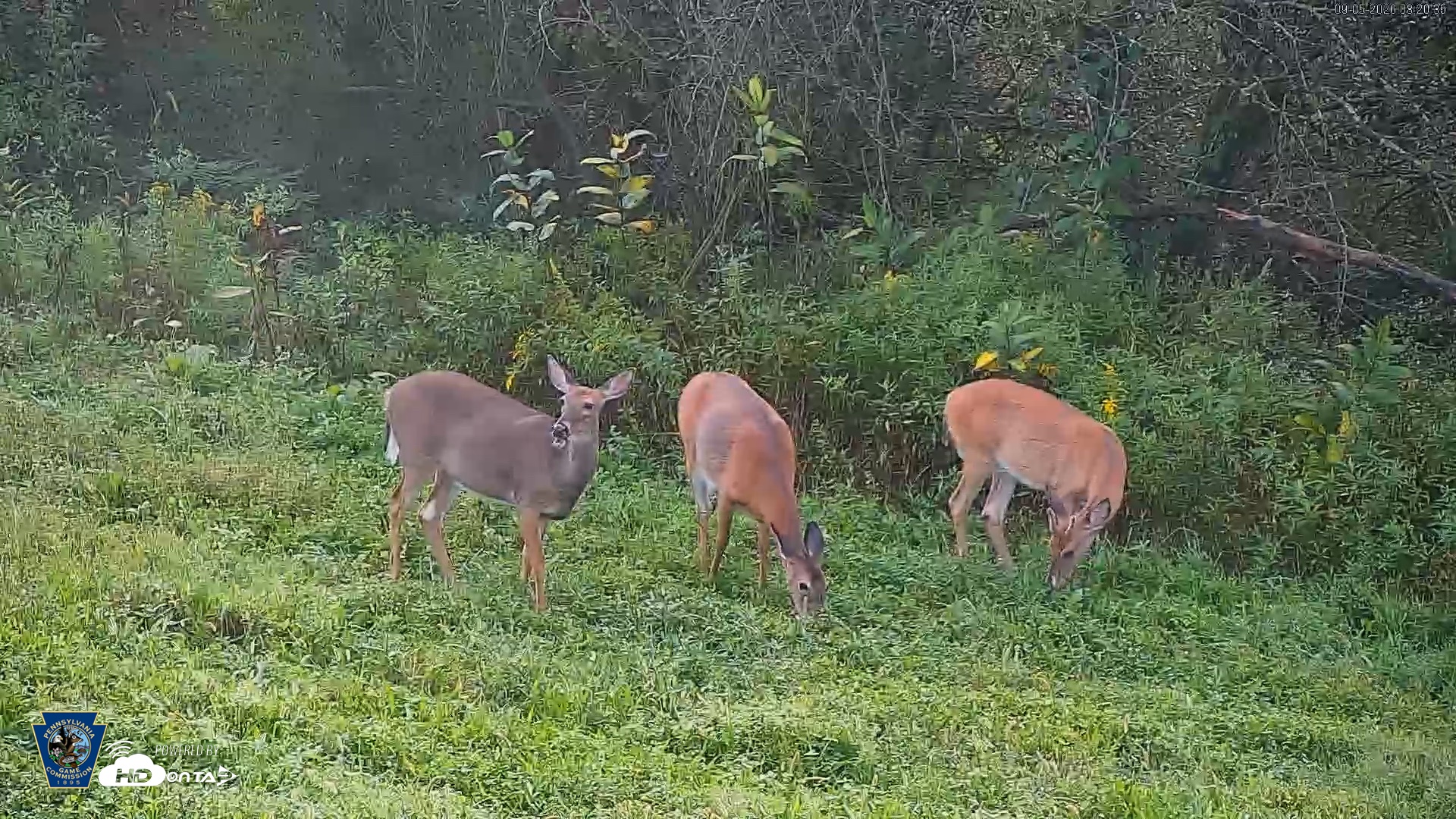 Snapshot of Pennsylvania Elk Live Webcam taken Sep 5, 2026, 8:21am EDT