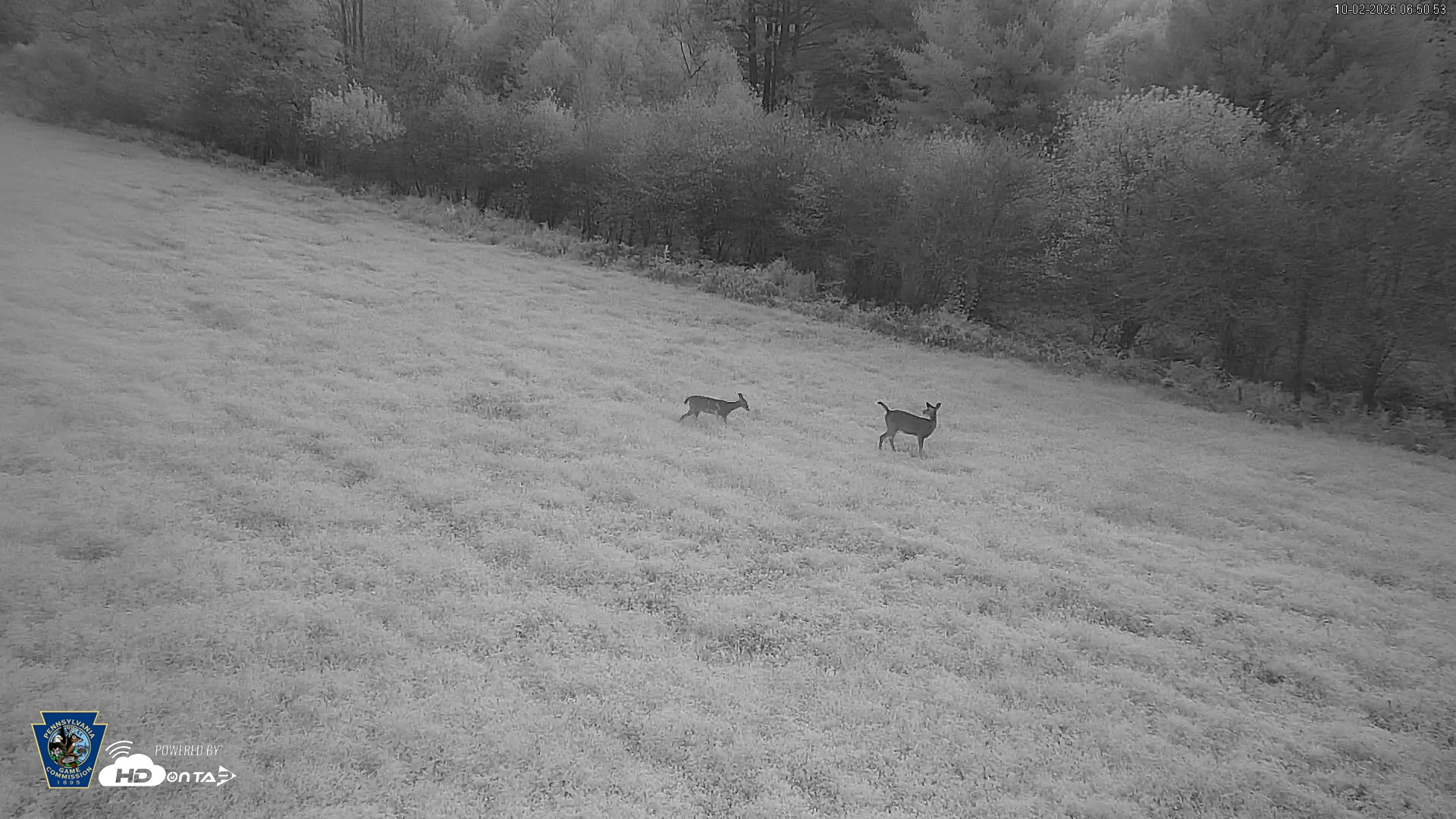 Snapshot of Pennsylvania Elk Live Webcam taken Oct 2, 2026, 6:51am EDT