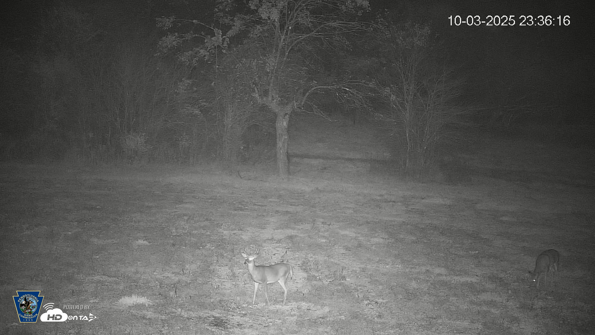 Snapshot of Pennsylvania Elk Live Webcam taken Oct 3, 2025, 11:36pm EDT