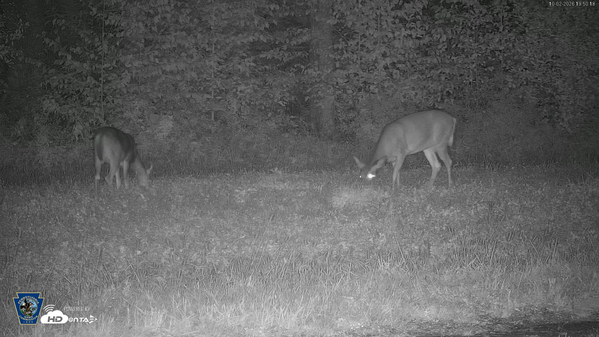 Snapshot of Pennsylvania Elk Live Webcam taken Oct 2, 2026, 7:51pm EDT