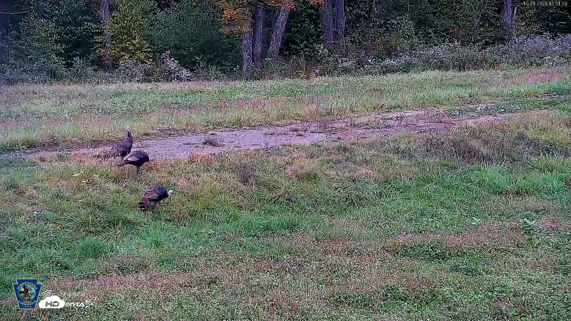 Snapshot of Pennsylvania Elk Live Webcam taken Oct 1, 2026, 12:51pm EDT