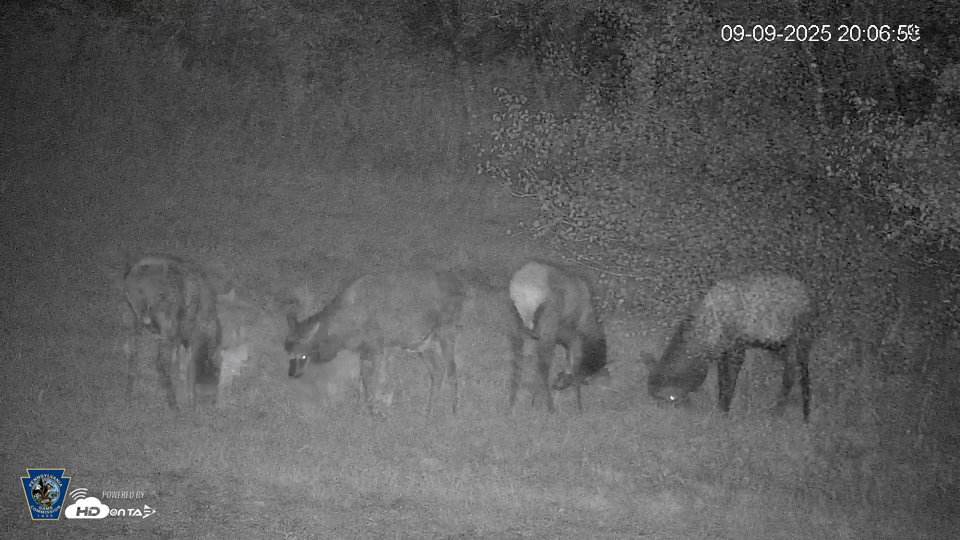 Snapshot of Pennsylvania Elk Live Webcam taken Sep 9, 2025, 8:08pm EDT