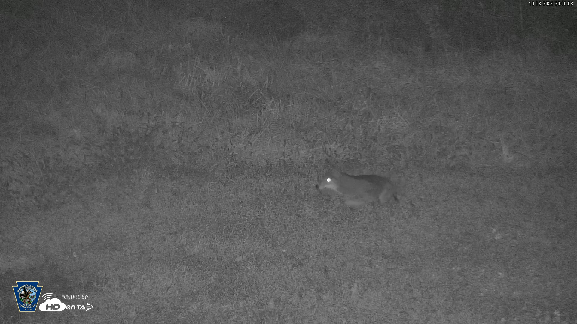 Snapshot of Pennsylvania Elk Live Webcam taken Oct 3, 2026, 8:10pm EDT