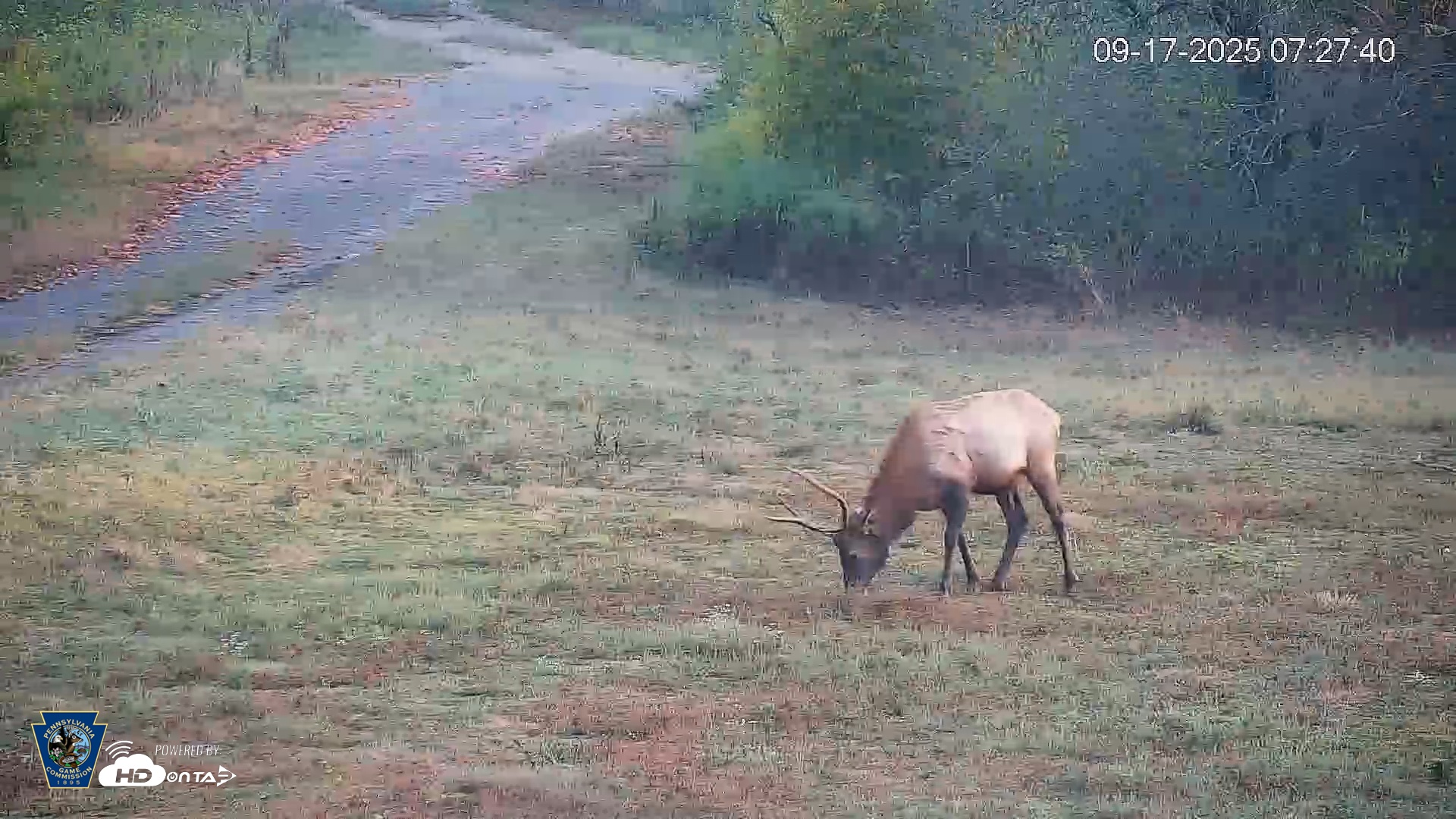 Snapshot of Pennsylvania Elk Live Webcam taken Sep 17, 2025, 7:28am EDT