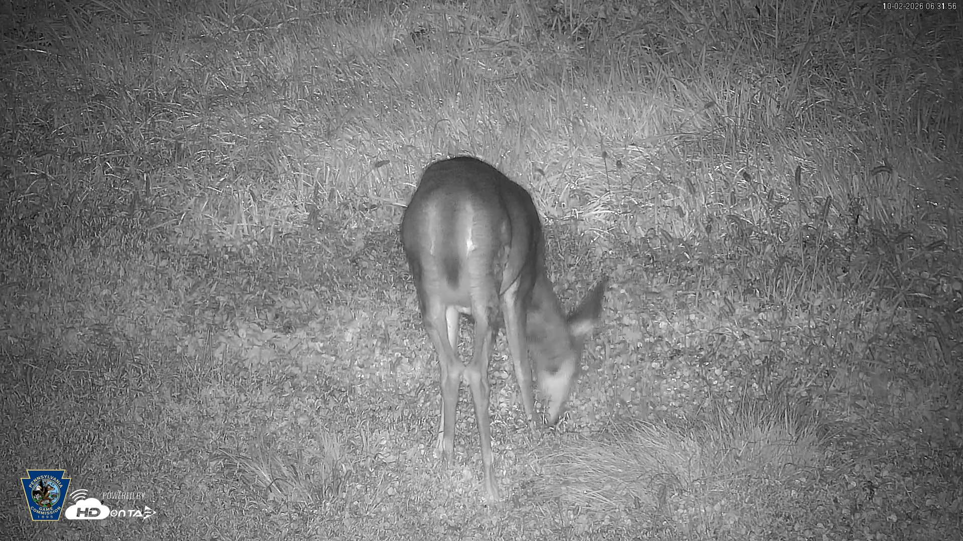 Snapshot of Pennsylvania Elk Live Webcam taken Oct 2, 2026, 6:32am EDT