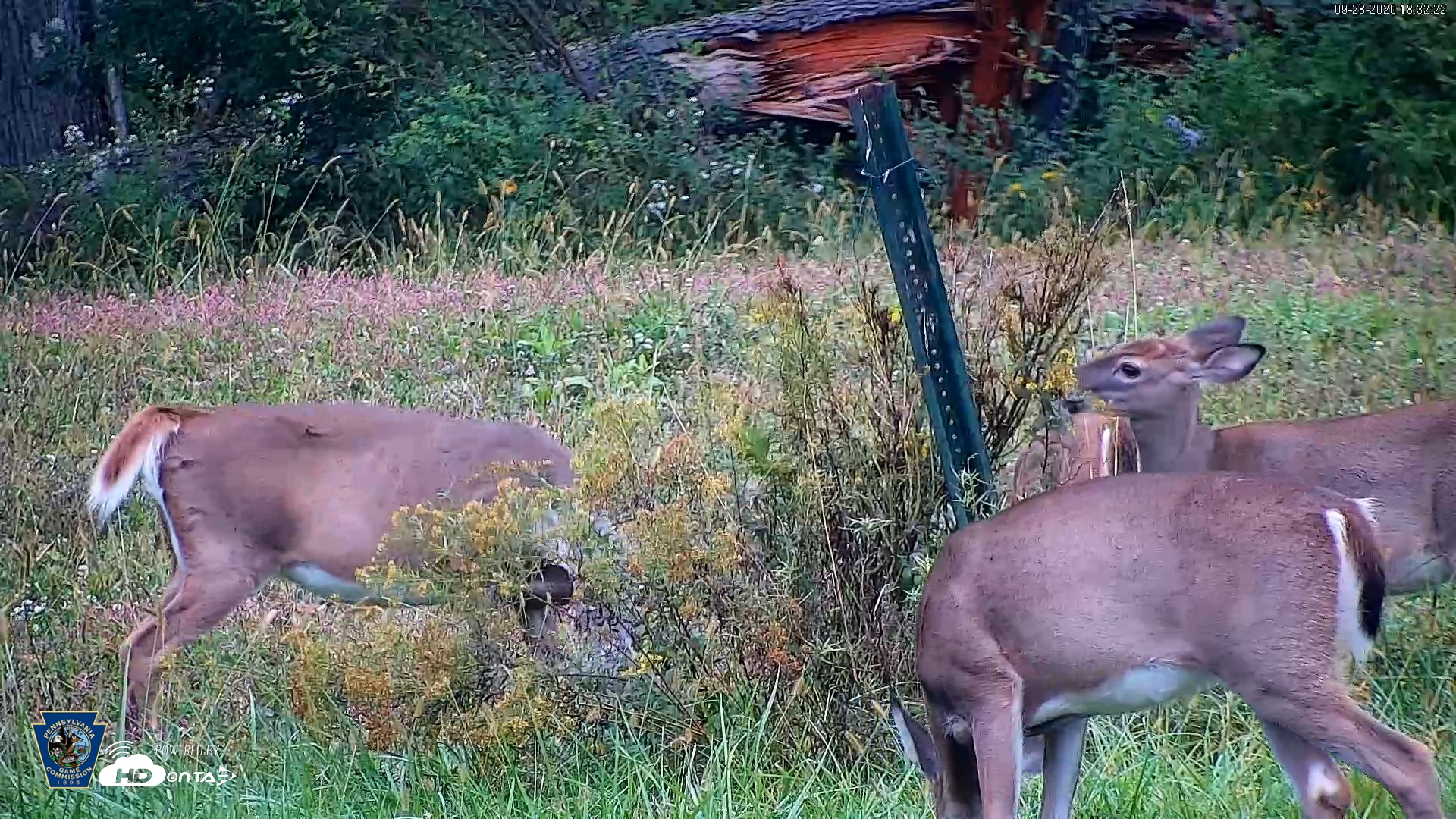 Snapshot of Pennsylvania Elk Live Webcam taken Sep 28, 2026, 6:33pm EDT
