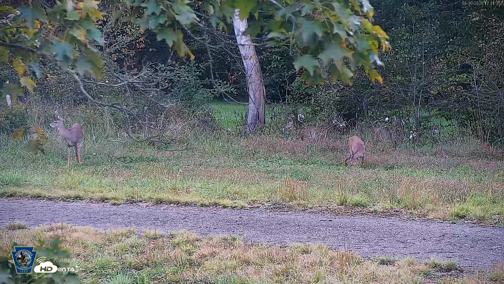 Snapshot of Pennsylvania Elk Live Webcam taken Sep 30, 2026, 5:32pm EDT