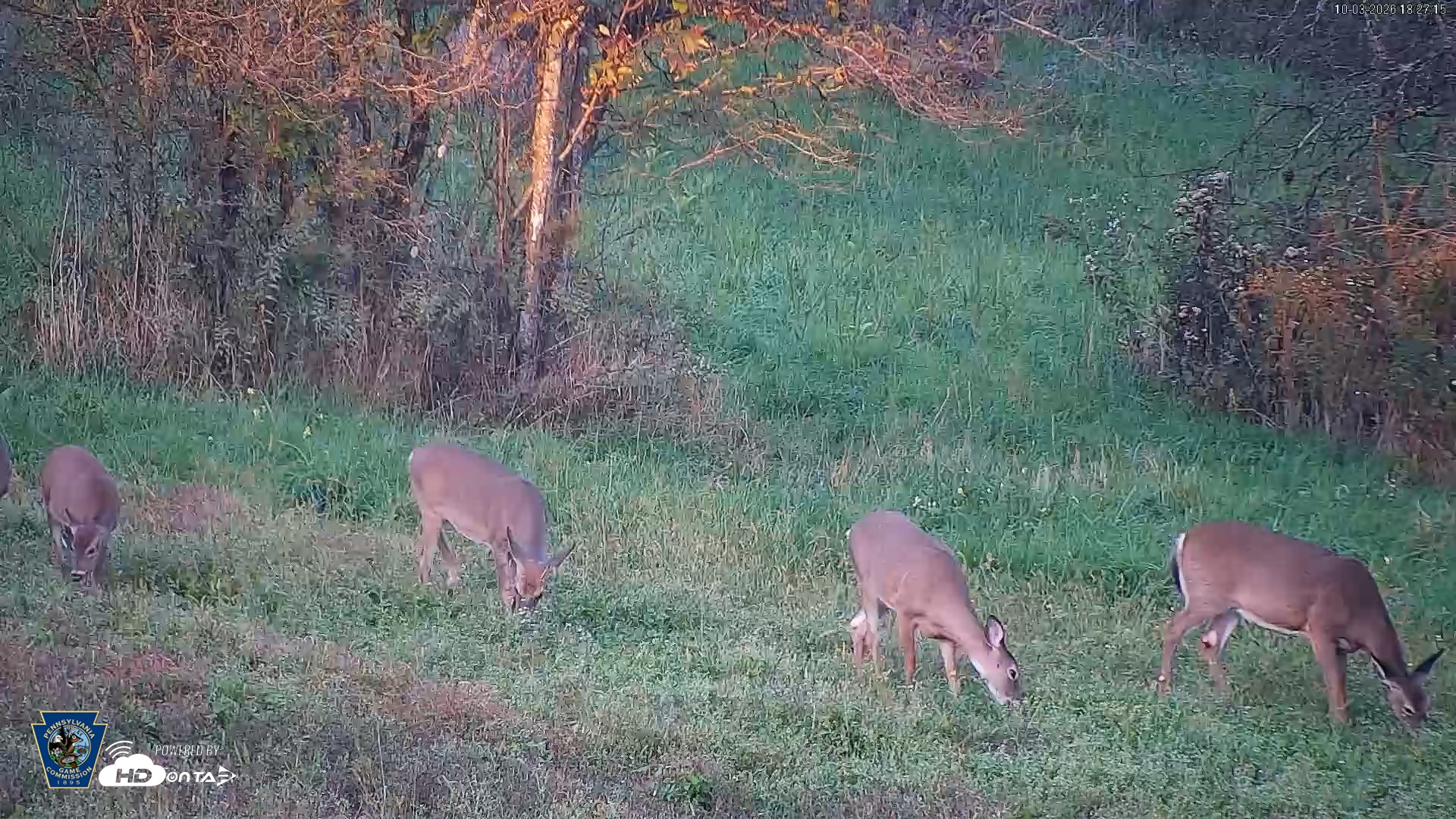 Snapshot of Pennsylvania Elk Live Webcam taken Oct 3, 2026, 6:28pm EDT