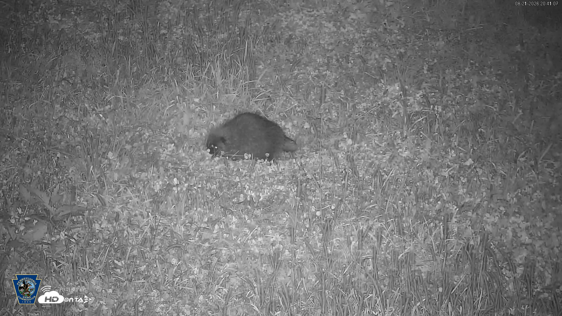 Snapshot of Pennsylvania Elk Live Webcam taken Aug 21, 2026, 8:41pm EDT