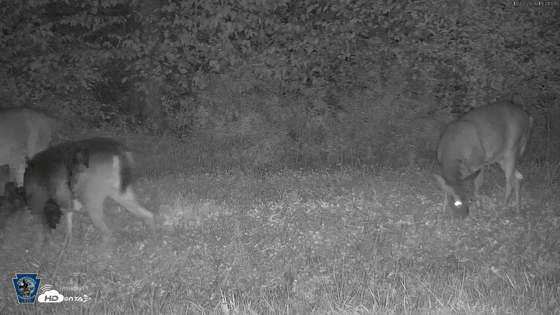 Snapshot of Pennsylvania Elk Live Webcam taken Oct 3, 2026, 7:24pm EDT