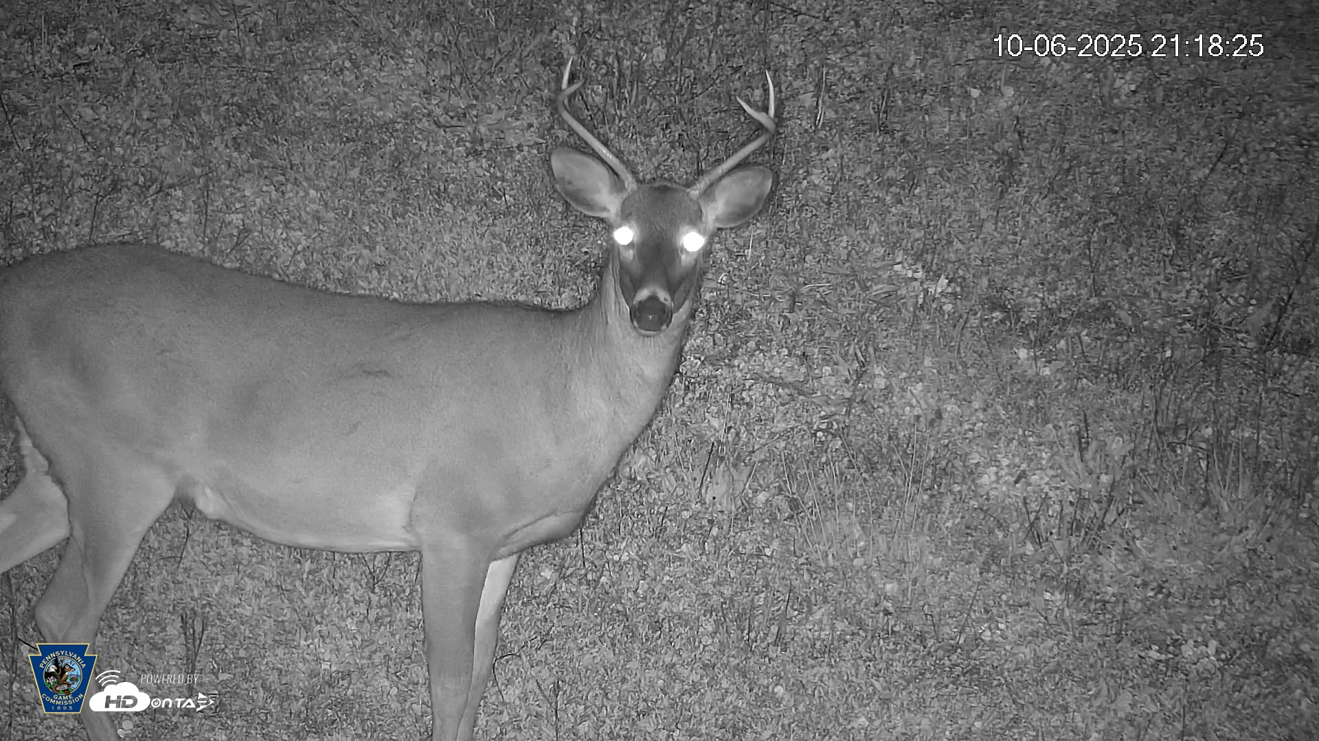 Snapshot of Pennsylvania Elk Live Webcam taken Oct 6, 2025, 9:19pm EDT