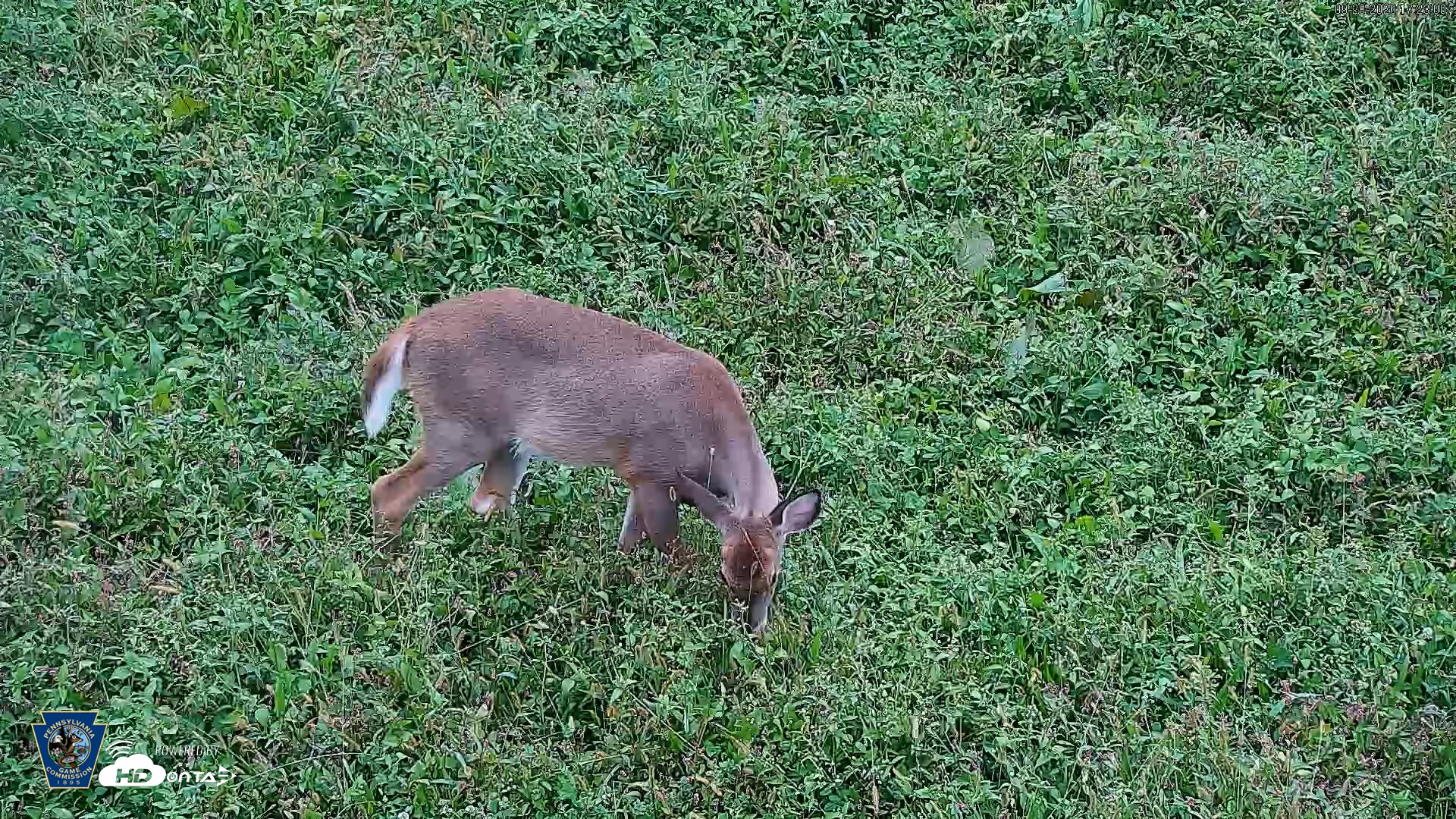Snapshot of Pennsylvania Elk Live Webcam taken Sep 28, 2026, 5:23pm EDT