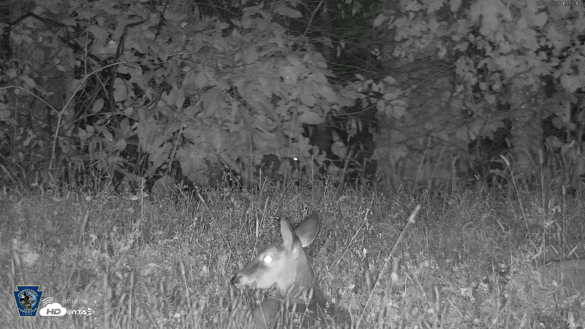 Snapshot of Pennsylvania Elk Live Webcam taken Sep 27, 2026, 7:56pm EDT