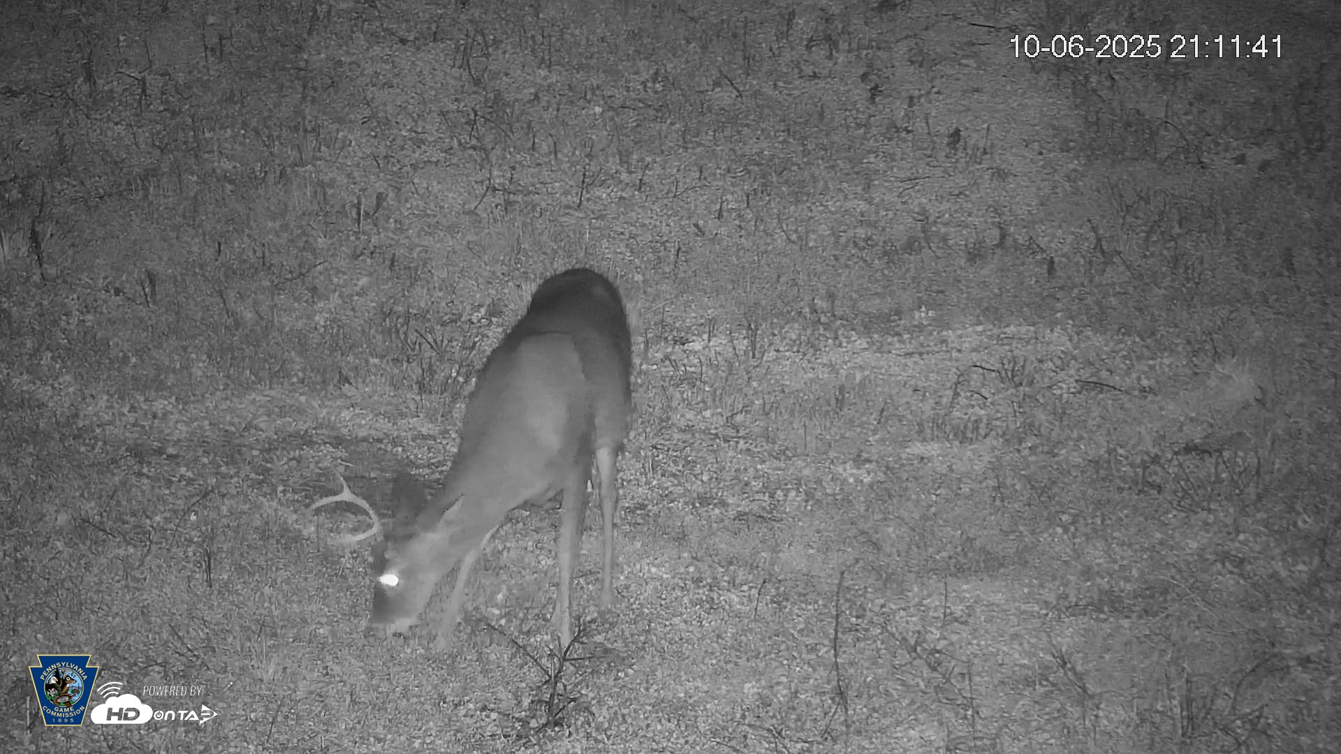 Snapshot of Pennsylvania Elk Live Webcam taken Oct 6, 2025, 9:12pm EDT
