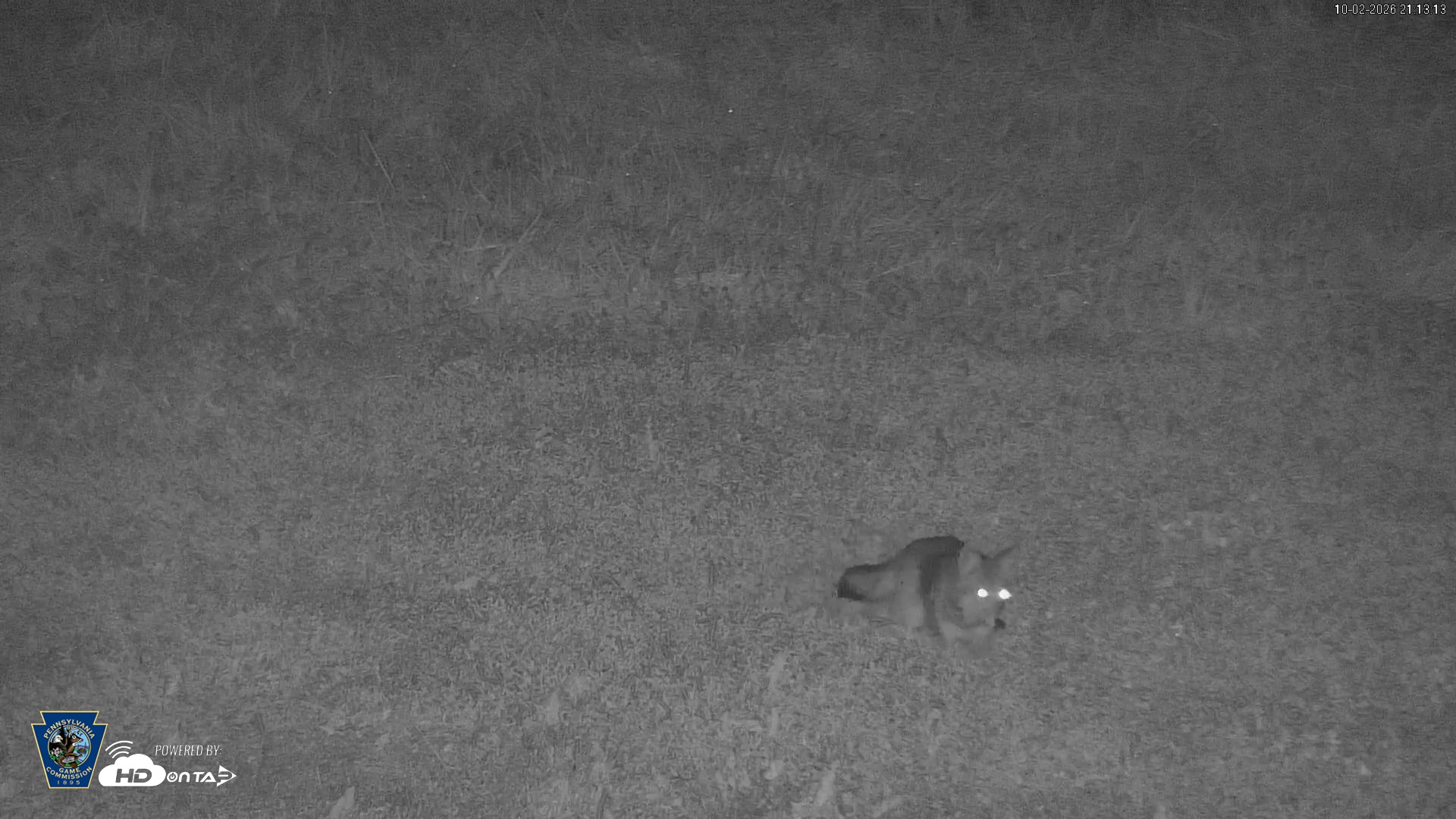 Snapshot of Pennsylvania Elk Live Webcam taken Oct 2, 2026, 9:14pm EDT