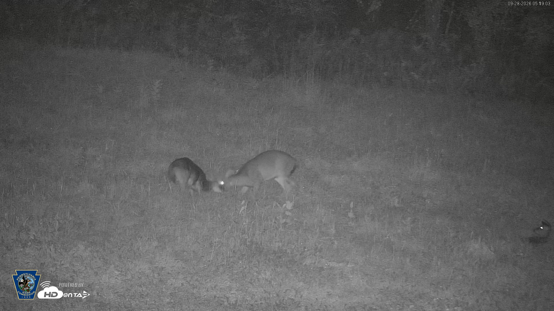 Snapshot of Pennsylvania Elk Live Webcam taken Sep 28, 2026, 5:20am EDT