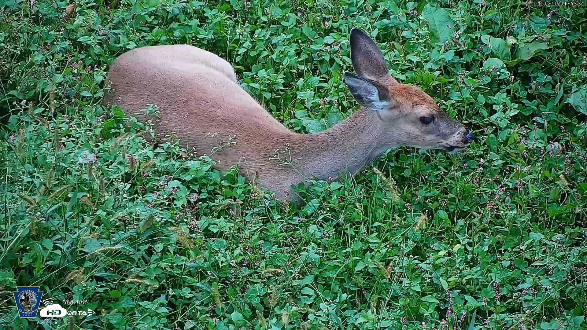 Snapshot of Pennsylvania Elk Live Webcam taken Oct 2, 2026, 5:40pm EDT