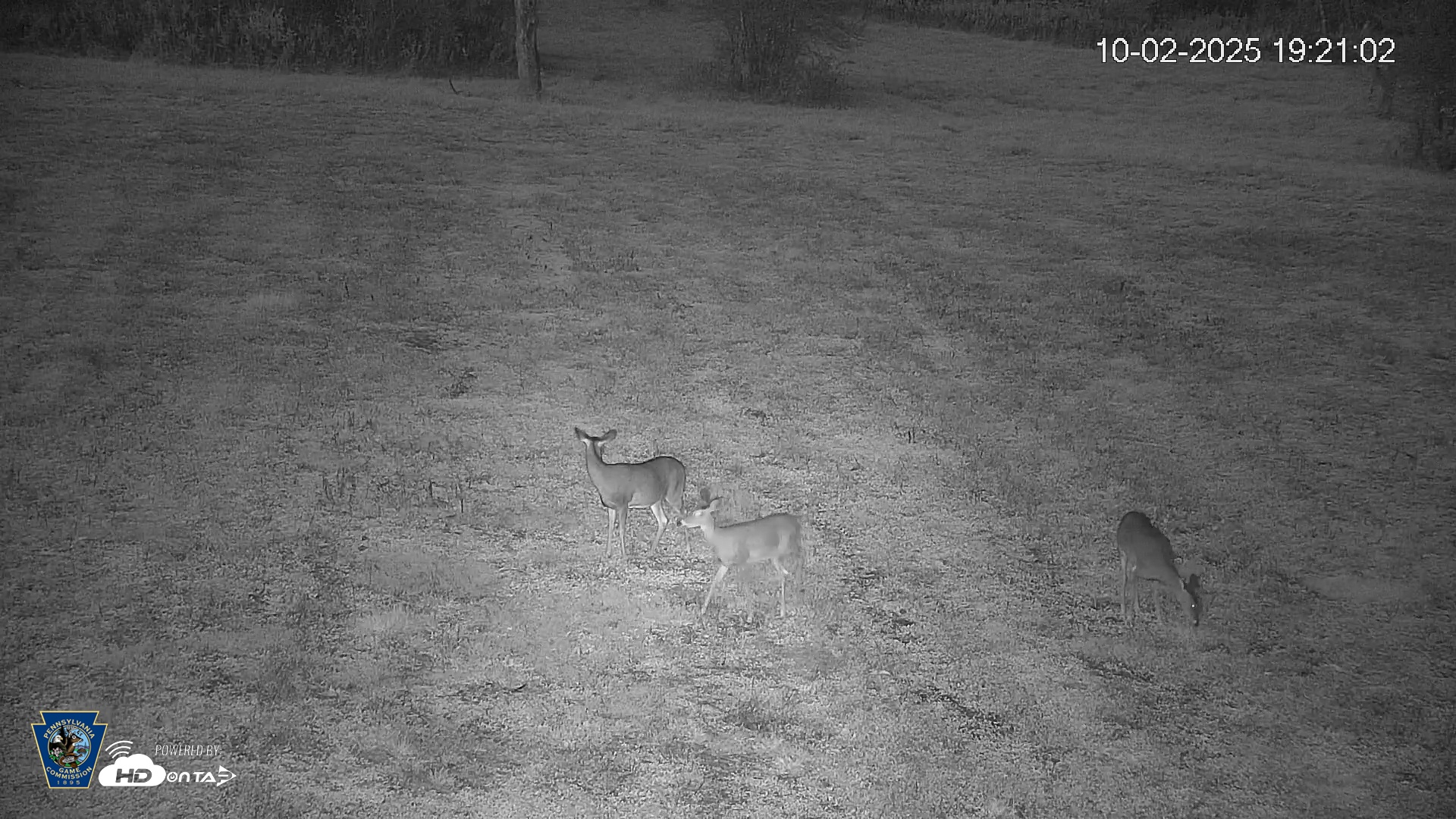 Snapshot of Pennsylvania Elk Live Webcam taken Oct 2, 2025, 7:21pm EDT