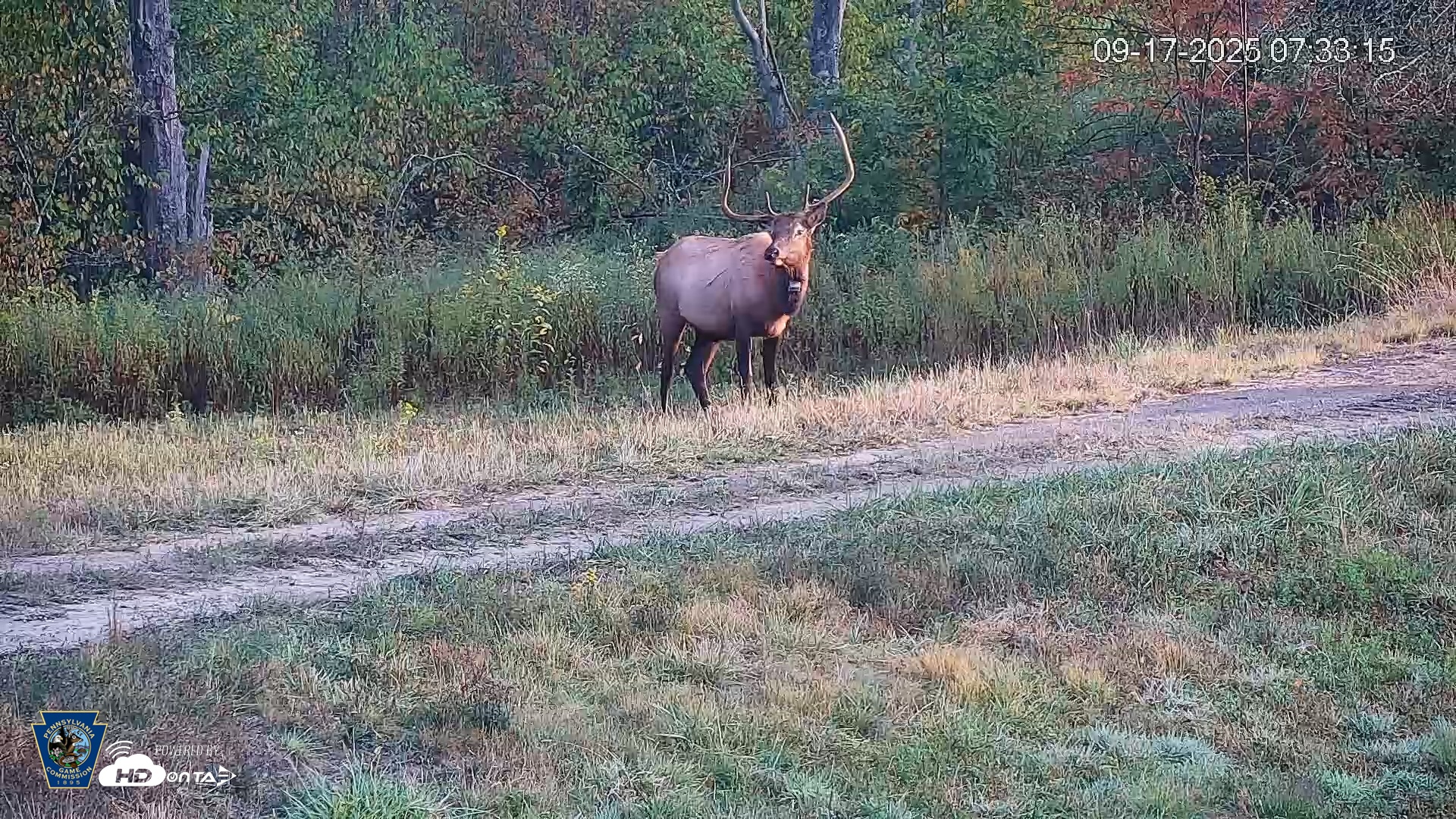 Snapshot of Pennsylvania Elk Live Webcam taken Sep 17, 2025, 7:33am EDT