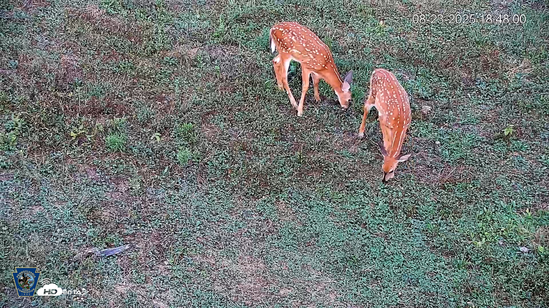 Snapshot of Pennsylvania Elk Live Webcam taken Aug 23, 2025, 6:49pm EDT