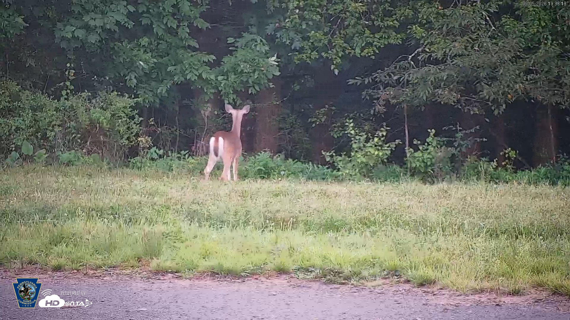 Snapshot of Pennsylvania Elk Live Webcam taken Sep 5, 2026, 7:34pm EDT
