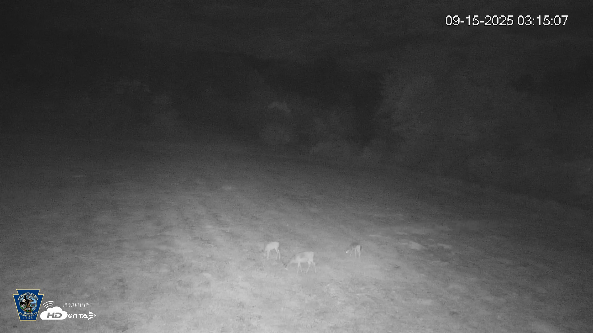 Snapshot of Pennsylvania Elk Live Webcam taken Sep 15, 2025, 3:15am EDT