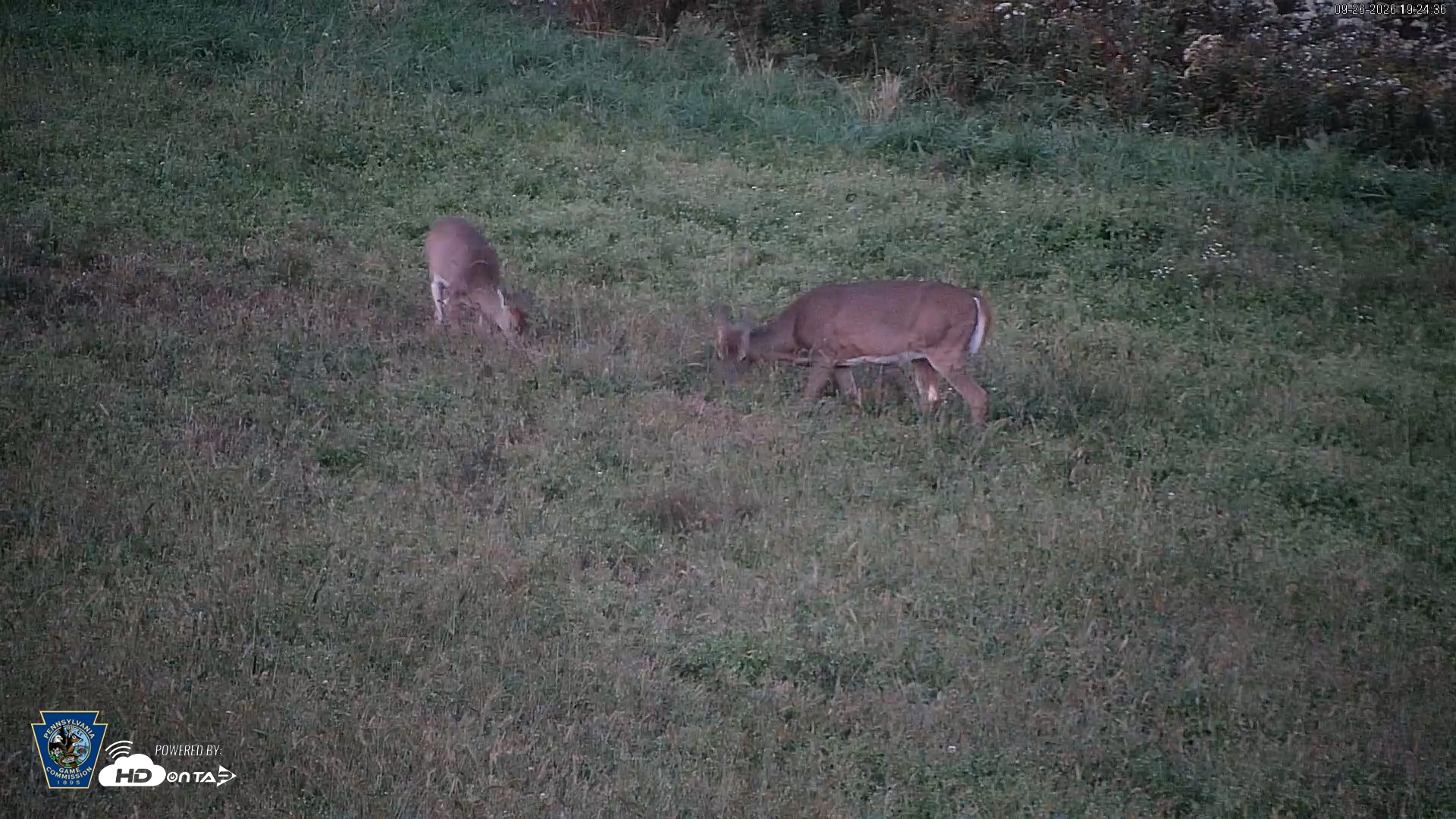 Snapshot of Pennsylvania Elk Live Webcam taken Sep 26, 2026, 7:25pm EDT