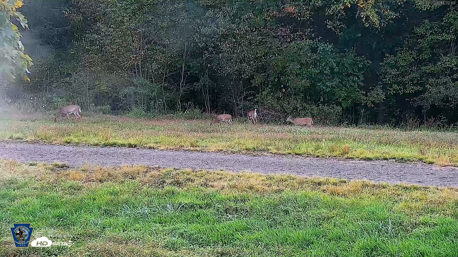 Snapshot of Pennsylvania Elk Live Webcam taken Sep 30, 2026, 5:21pm EDT