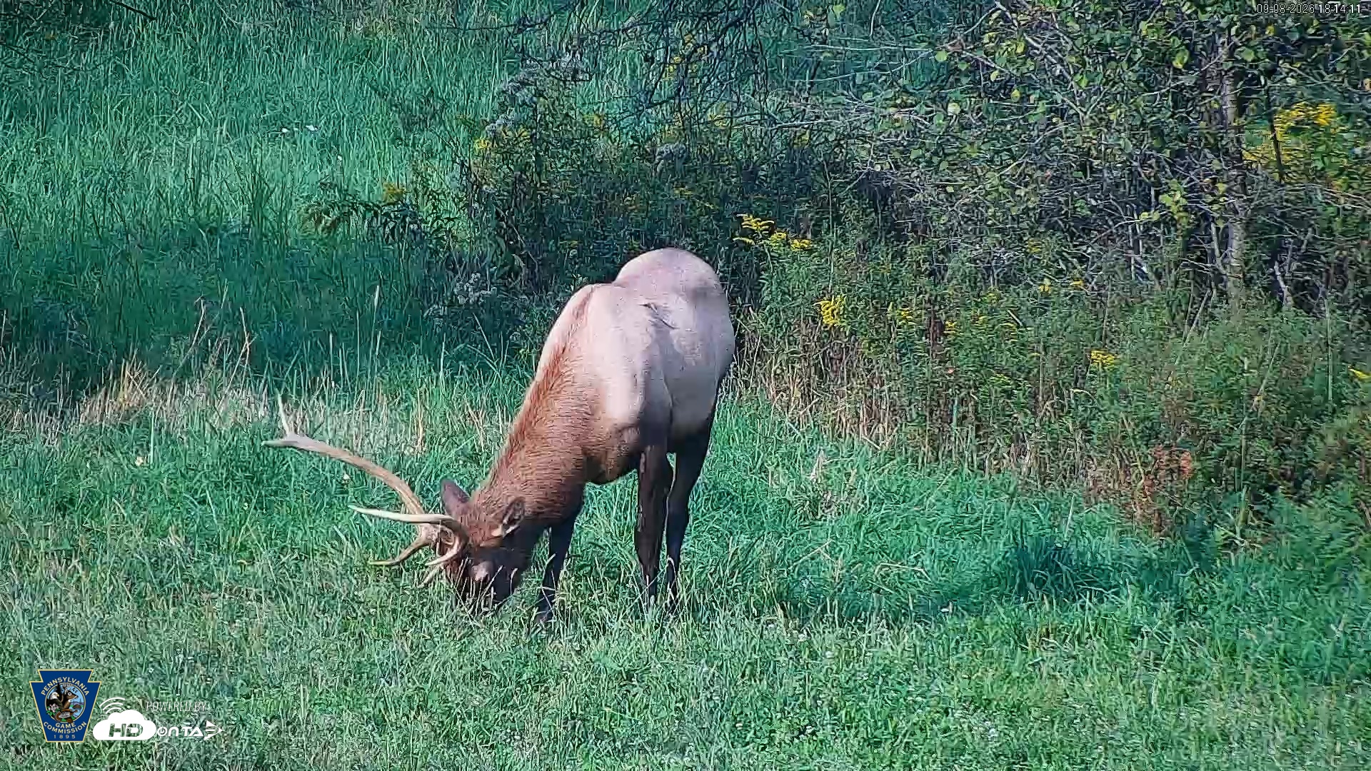 Snapshot of Pennsylvania Elk Live Webcam taken Sep 8, 2026, 6:15pm EDT