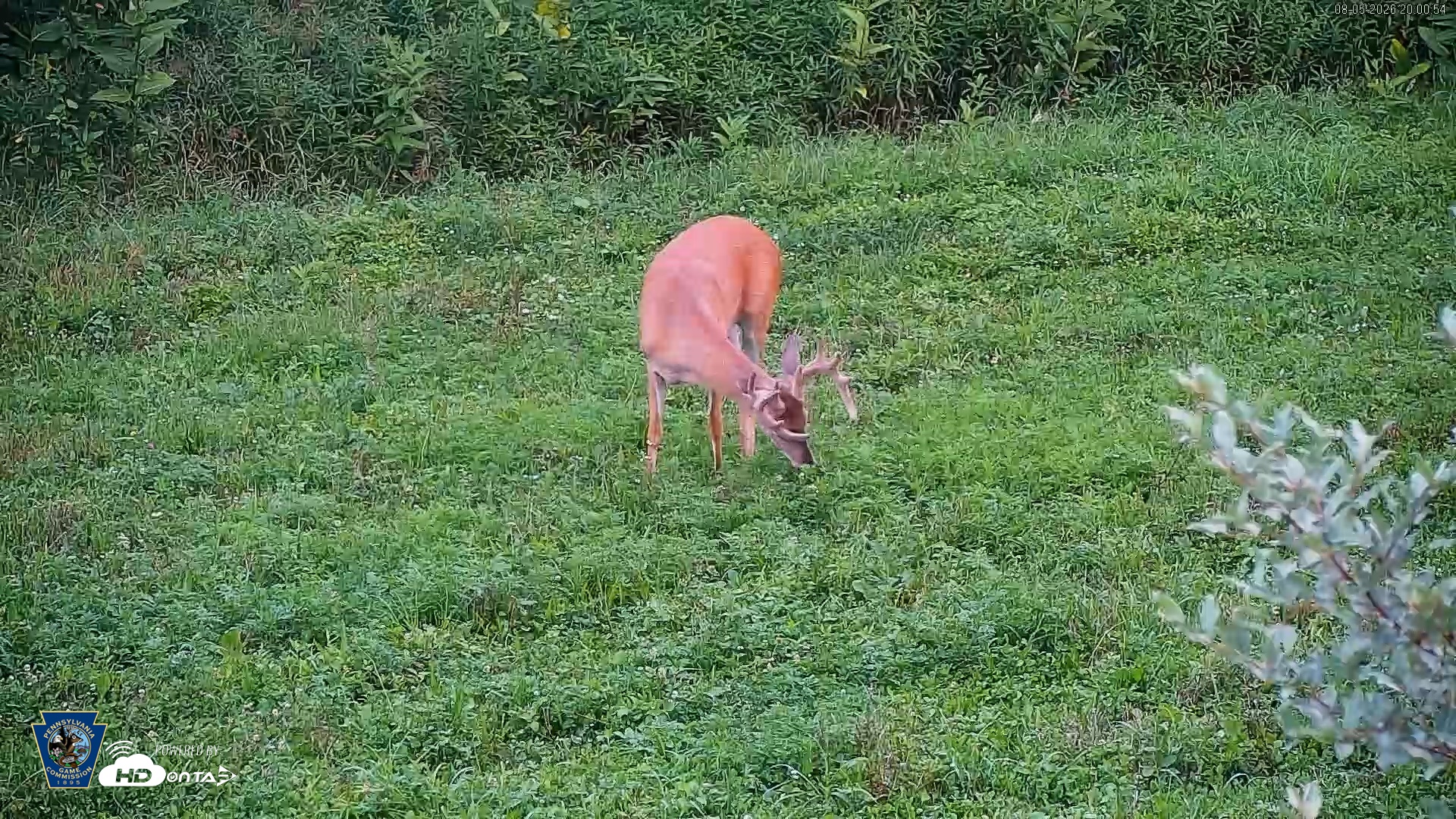 Snapshot of Pennsylvania Elk Live Webcam taken Aug 5, 2026, 8:02pm EDT