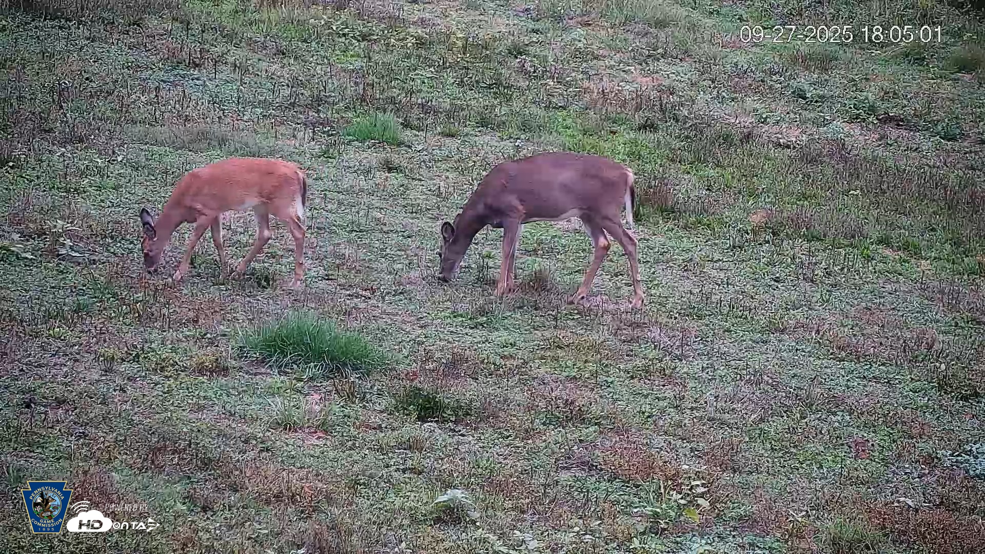Snapshot of Pennsylvania Elk Live Webcam taken Sep 27, 2025, 6:05pm EDT