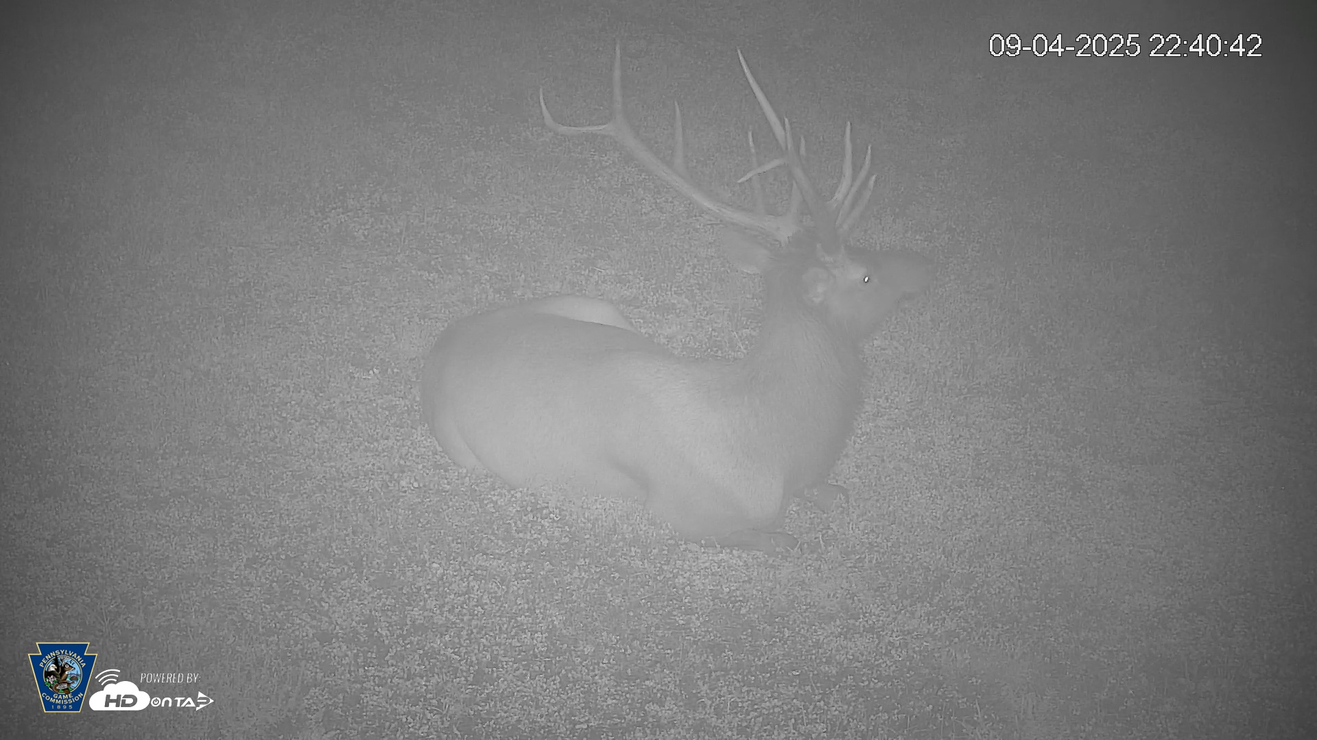 Snapshot of Pennsylvania Elk Live Webcam taken Sep 4, 2025, 10:41pm EDT