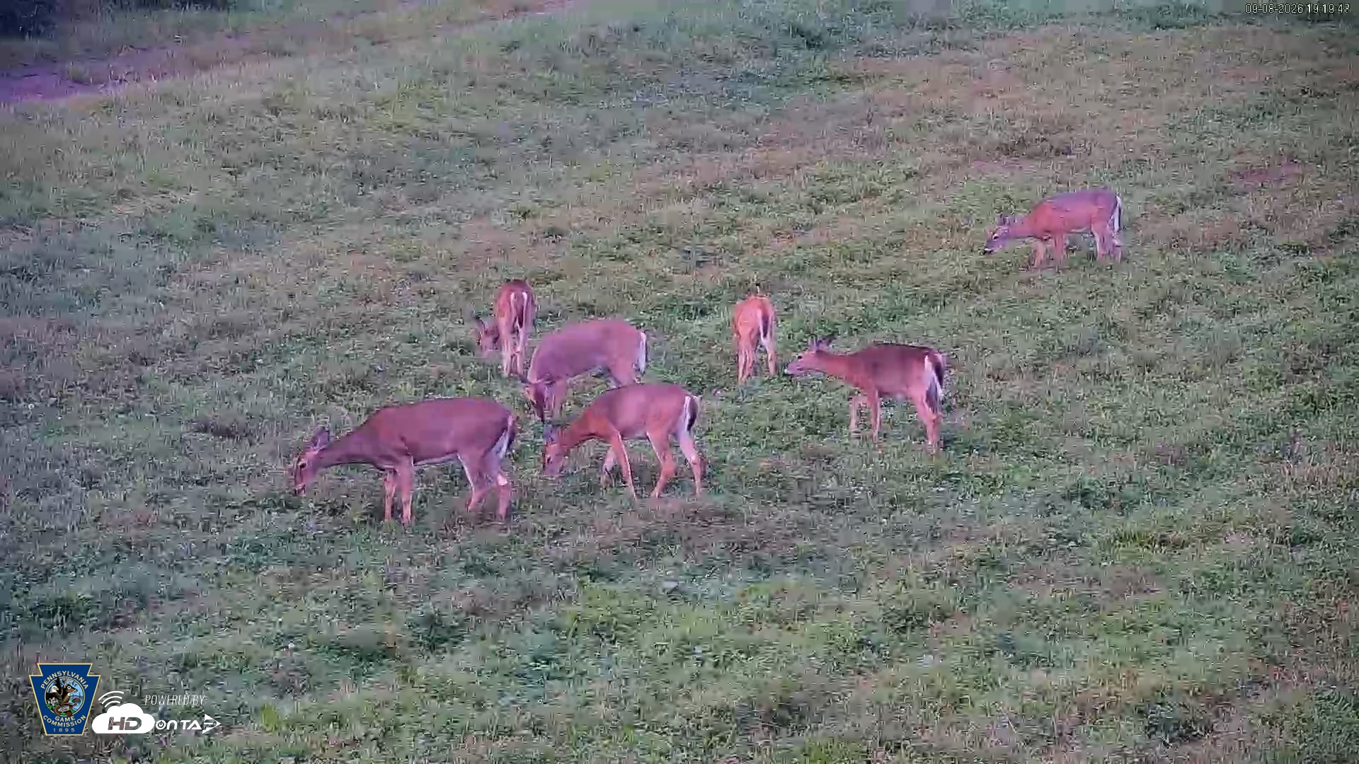 Snapshot of Pennsylvania Elk Live Webcam taken Sep 8, 2026, 7:20pm EDT