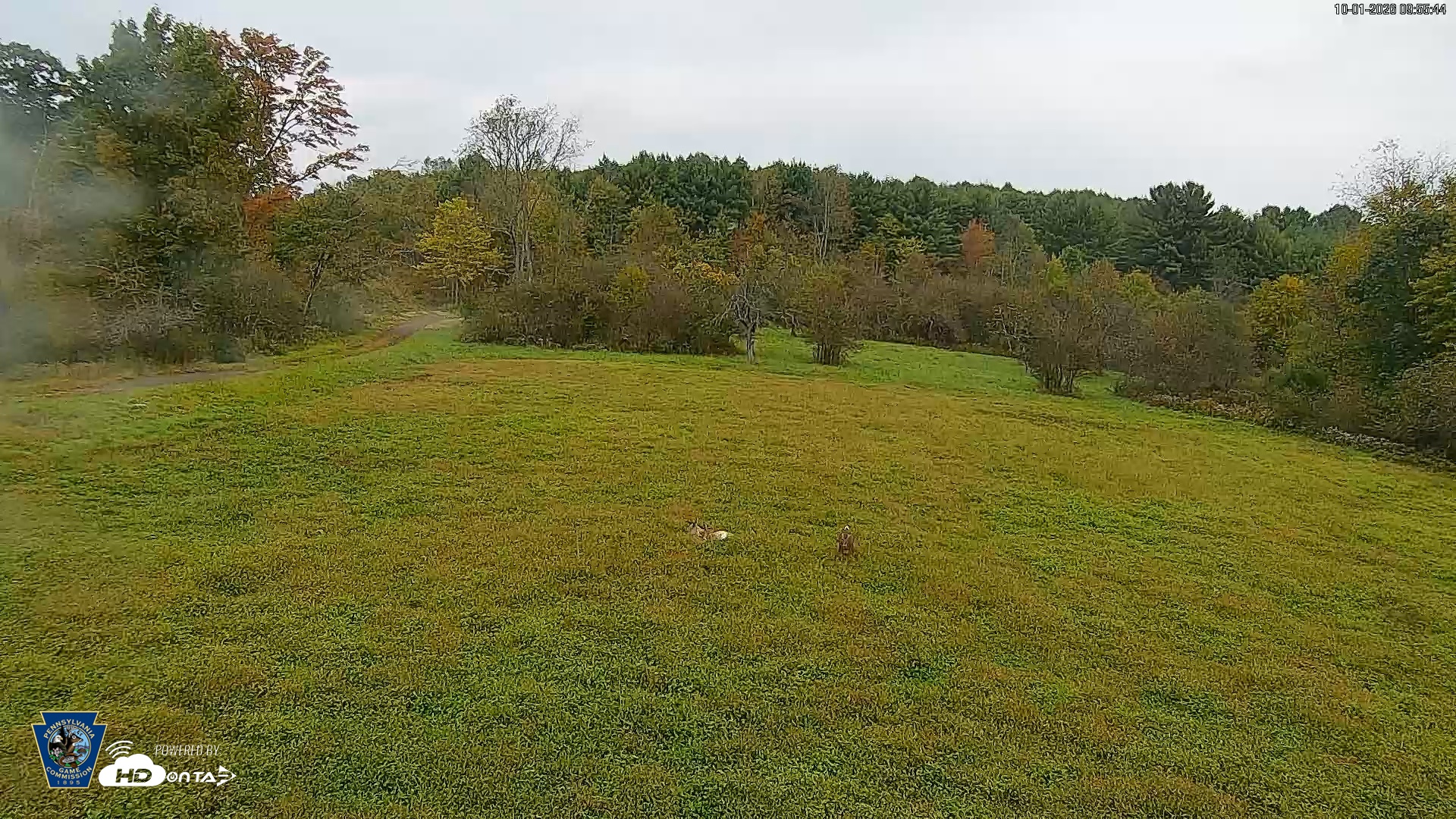 Snapshot of Pennsylvania Elk Live Webcam taken Oct 1, 2026, 9:56am EDT