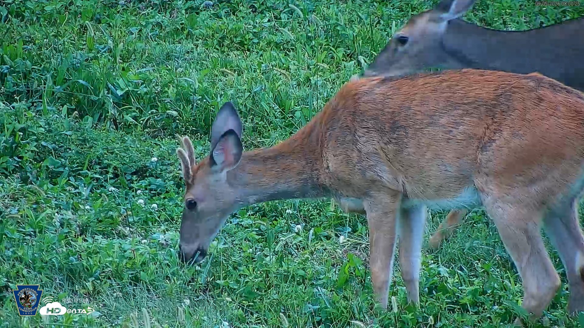 Snapshot of Pennsylvania Elk Live Webcam taken Sep 5, 2026, 8:01am EDT