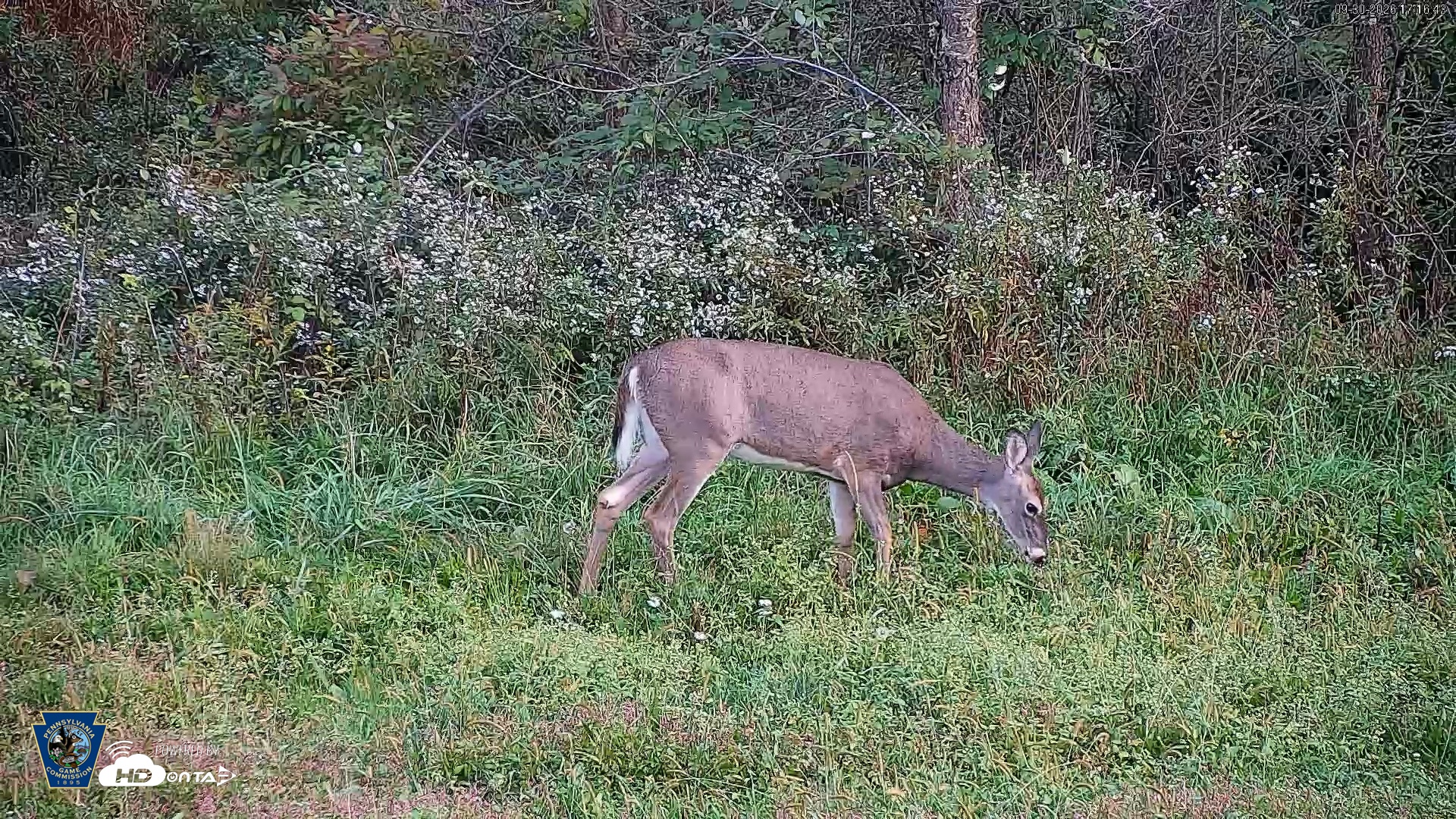 Snapshot of Pennsylvania Elk Live Webcam taken Sep 30, 2026, 5:17pm EDT