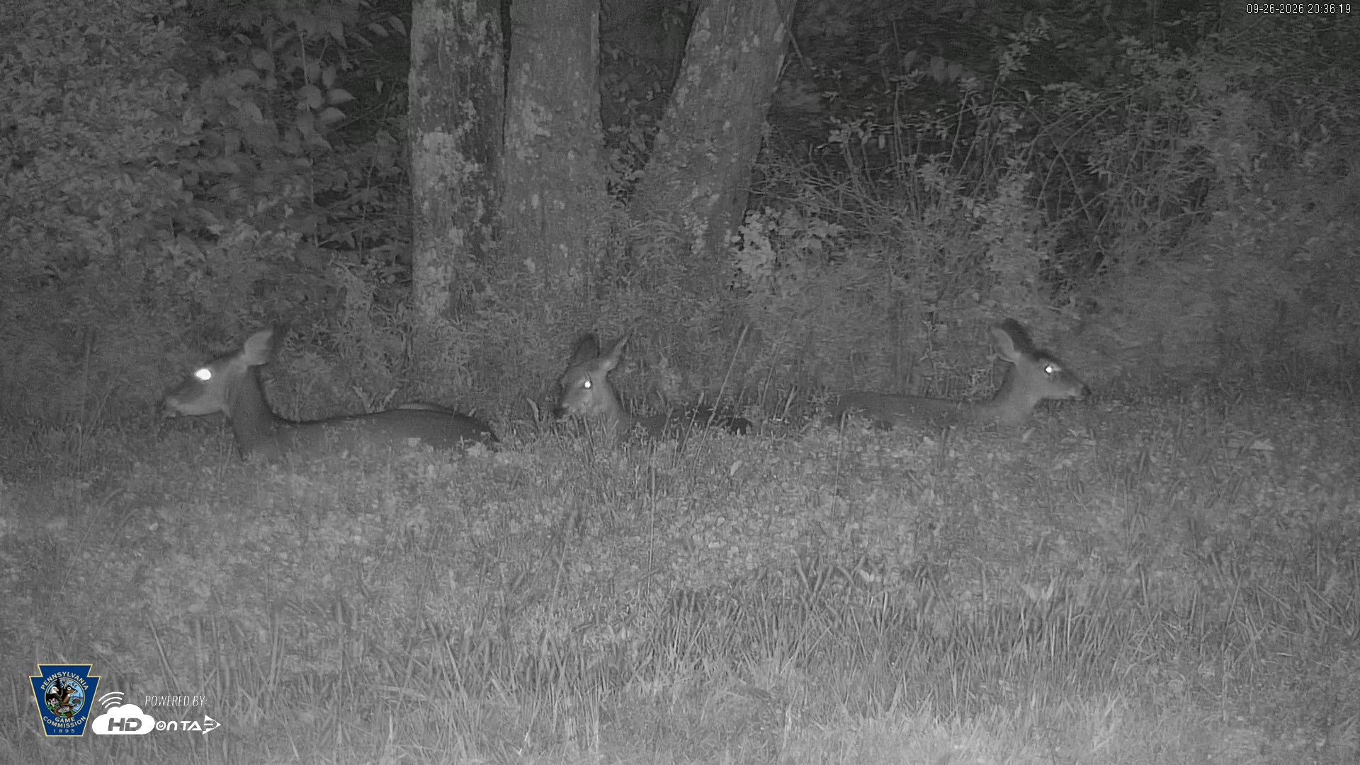 Snapshot of Pennsylvania Elk Live Webcam taken Sep 26, 2026, 8:37pm EDT