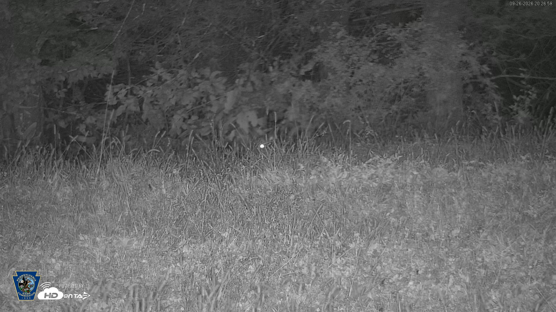 Snapshot of Pennsylvania Elk Live Webcam taken Sep 26, 2026, 8:27pm EDT