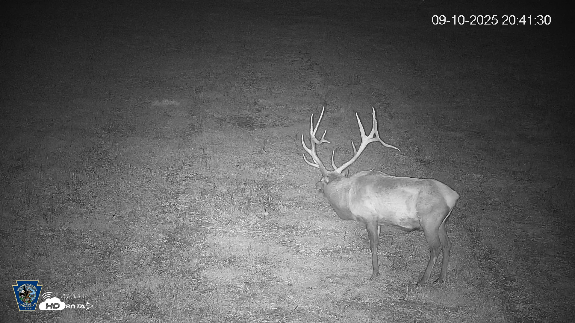 Snapshot of Pennsylvania Elk Live Webcam taken Sep 10, 2025, 8:42pm EDT