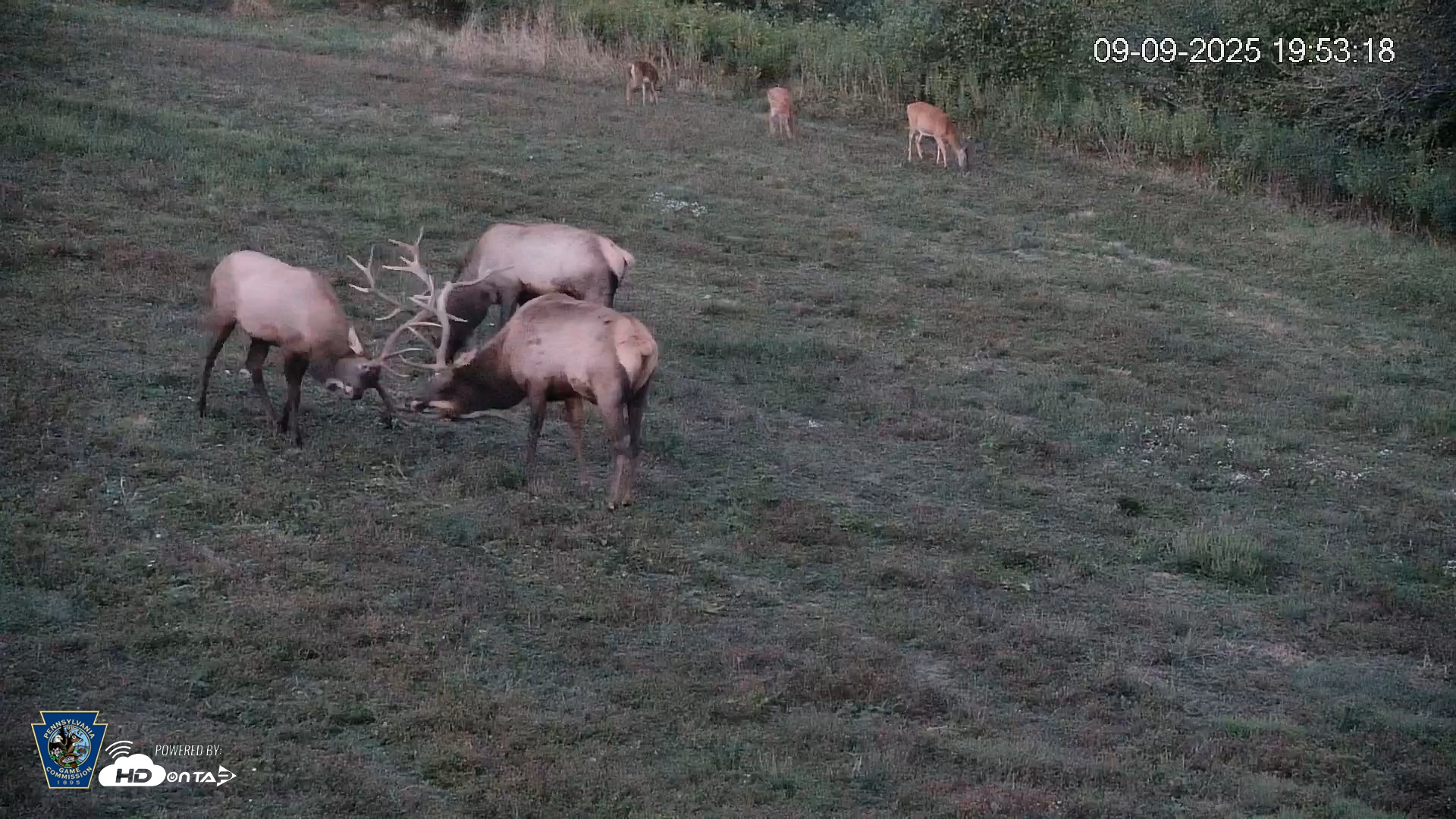 Snapshot of Pennsylvania Elk Live Webcam taken Sep 9, 2025, 7:54pm EDT