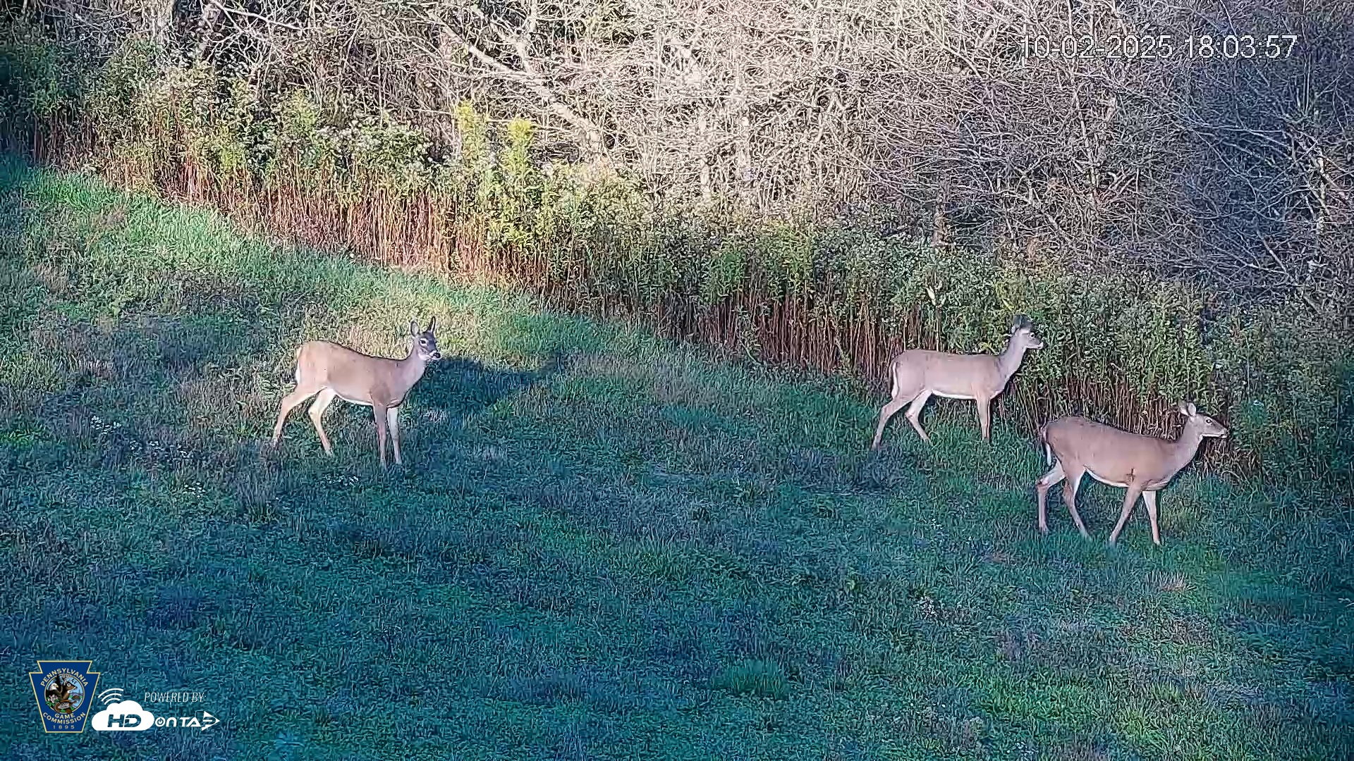 Snapshot of Pennsylvania Elk Live Webcam taken Oct 2, 2025, 6:04pm EDT