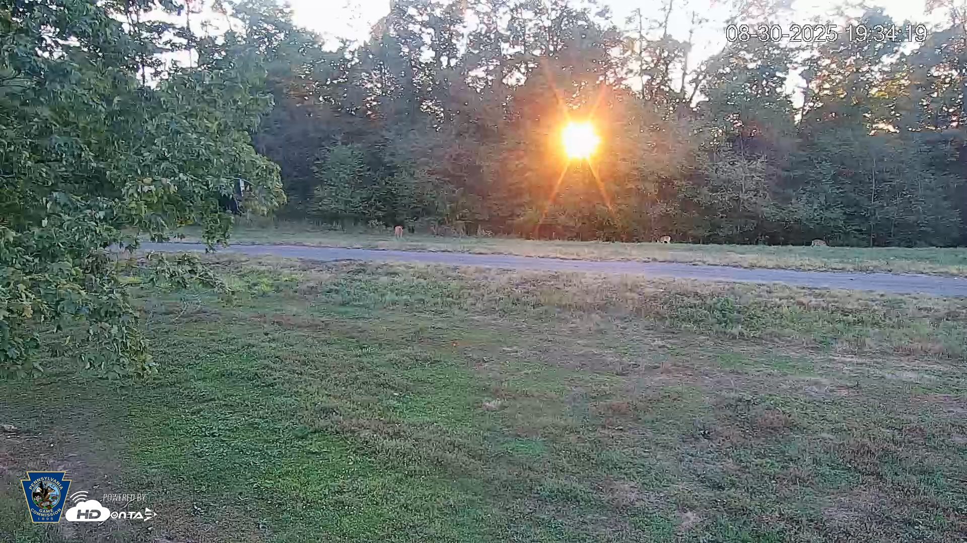 Snapshot of Pennsylvania Elk Live Webcam taken Aug 30, 2025, 7:35pm EDT