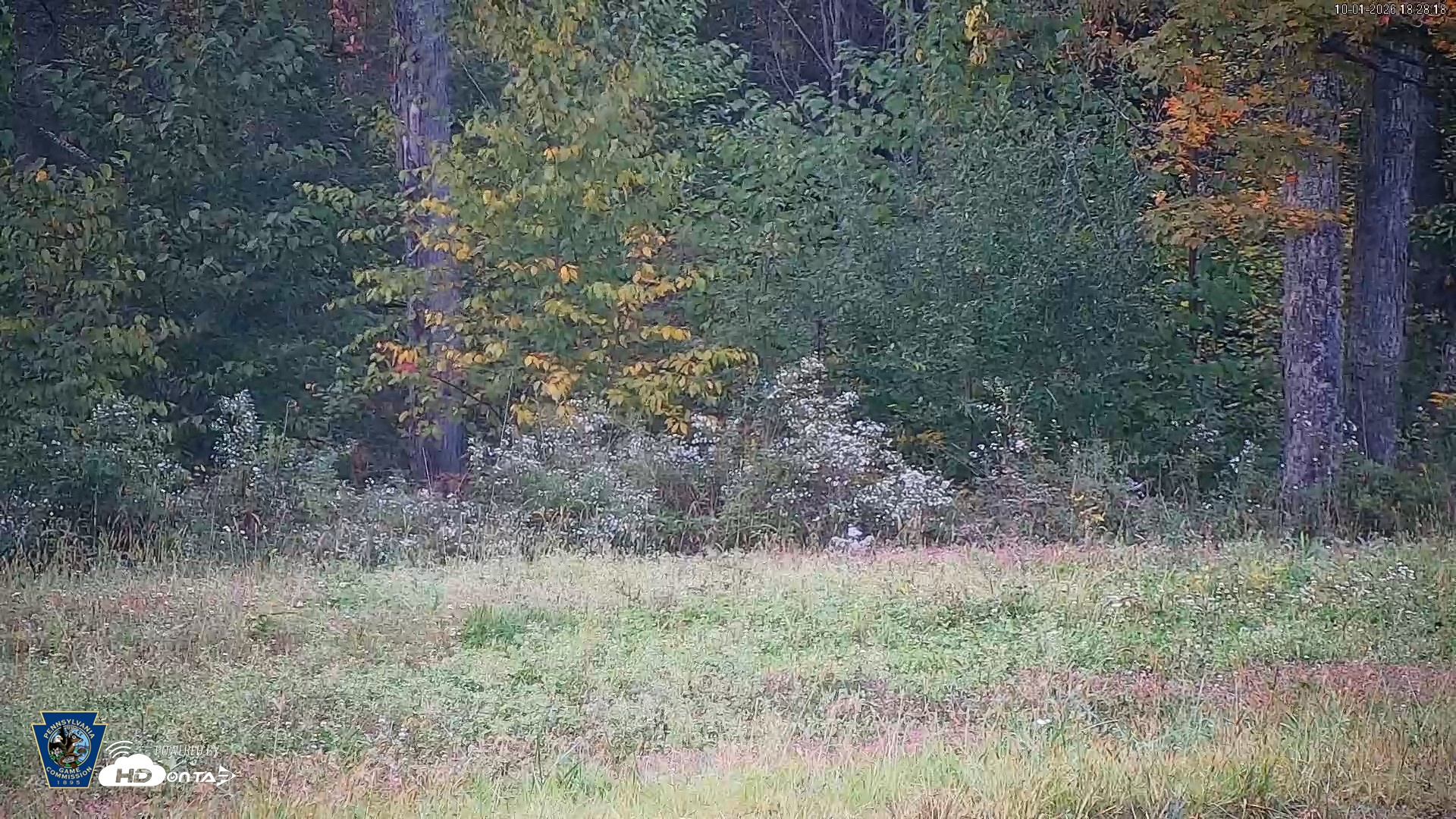 Snapshot of Pennsylvania Elk Live Webcam taken Oct 1, 2026, 6:29pm EDT