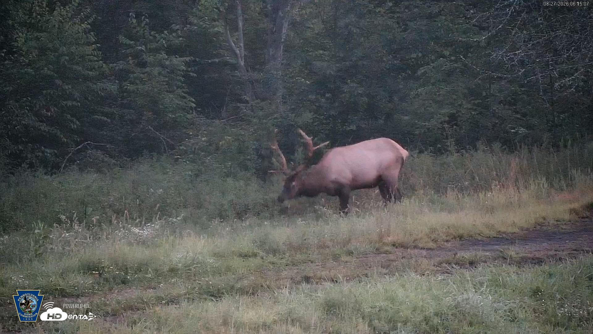 Snapshot of Pennsylvania Elk Live Webcam taken Aug 27, 2026, 6:16am EDT