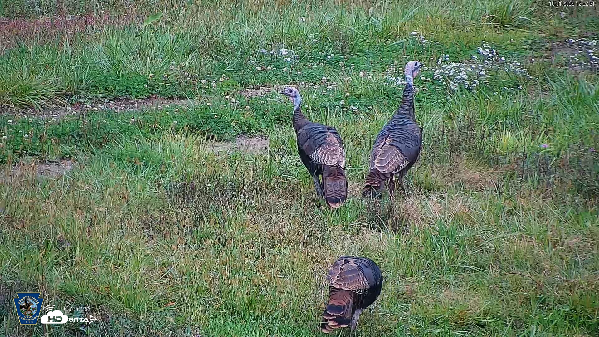 Snapshot of Pennsylvania Elk Live Webcam taken Oct 1, 2026, 12:53pm EDT