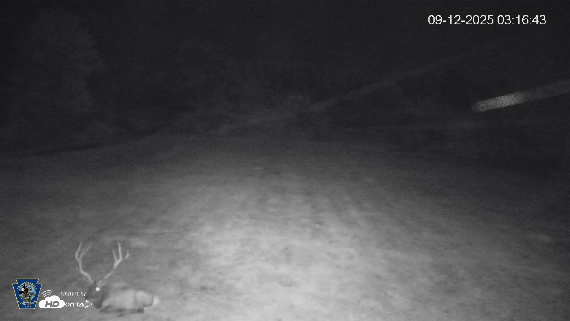Snapshot of Pennsylvania Elk Live Webcam taken Sep 12, 2025, 3:17am EDT