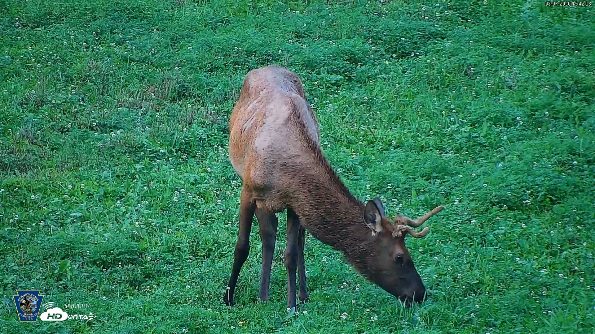 Snapshot of Pennsylvania Elk Live Webcam taken Aug 7, 2026, 7:43pm EDT